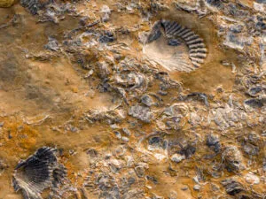 Bioestratigrafía - (Inicio 7 de Septiembre 2022)